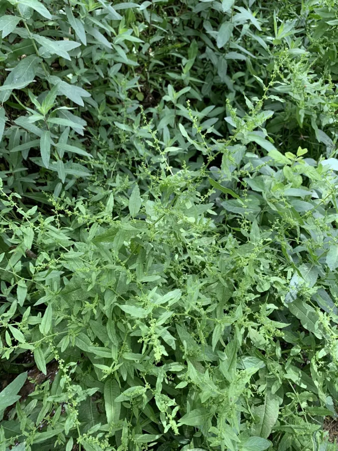 Rumex conglomeratus
