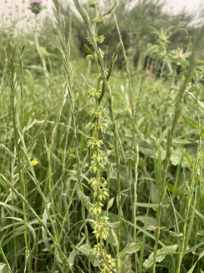 Rumex dentatus