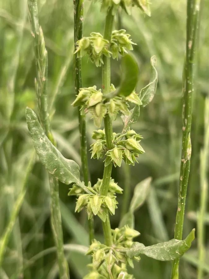 Rumex dentatus