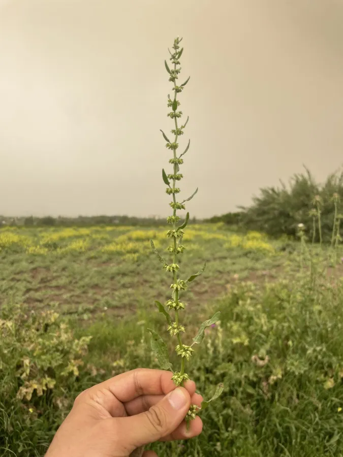 Rumex dentatus
