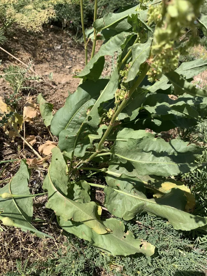 Rumex ponticus