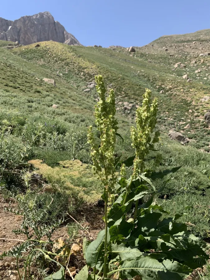 Rumex ponticus