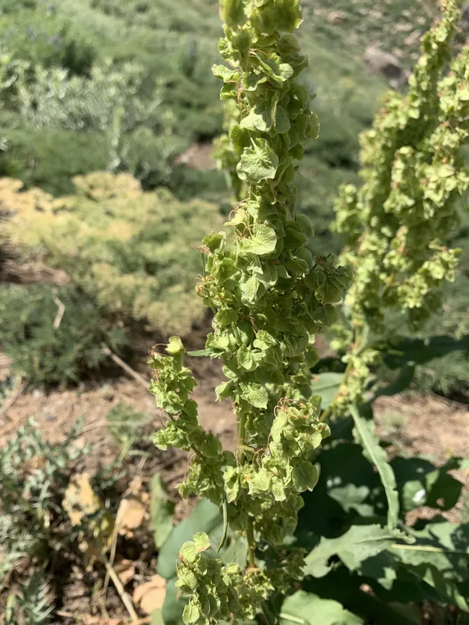 Rumex ponticus