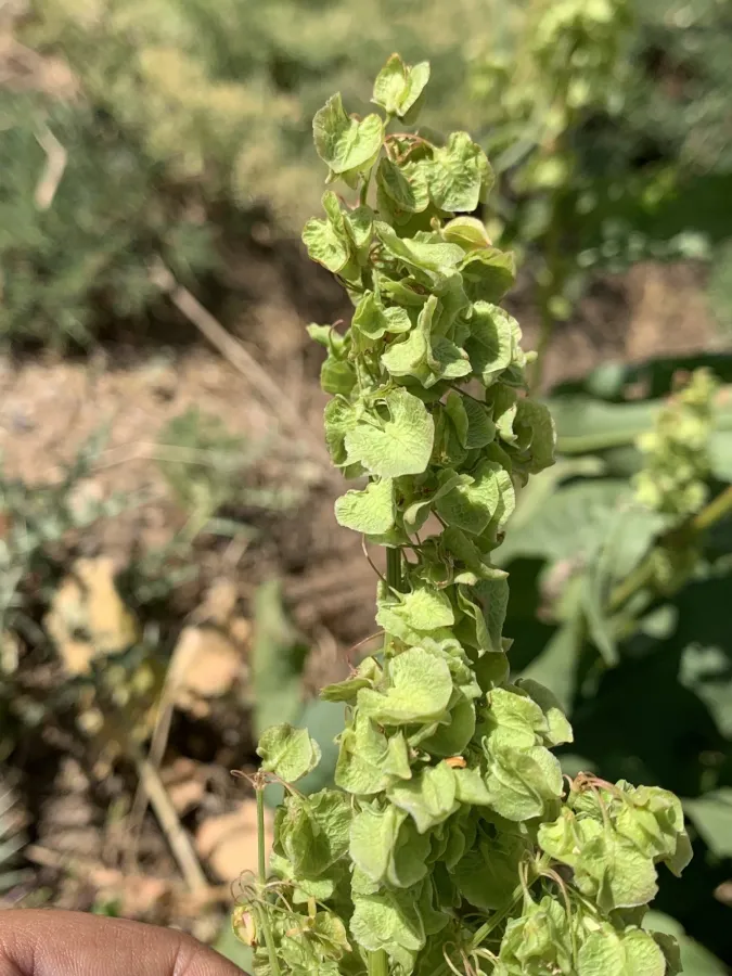 Rumex ponticus