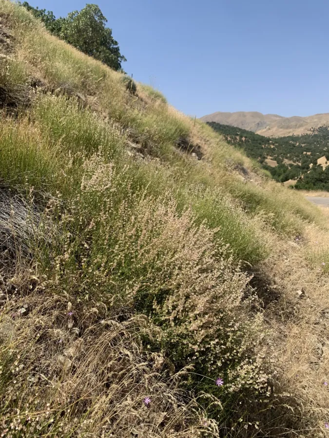 Rumex scutatus