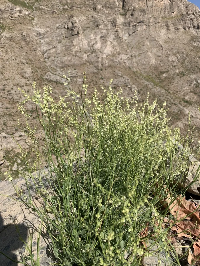 Rumex scutatus
