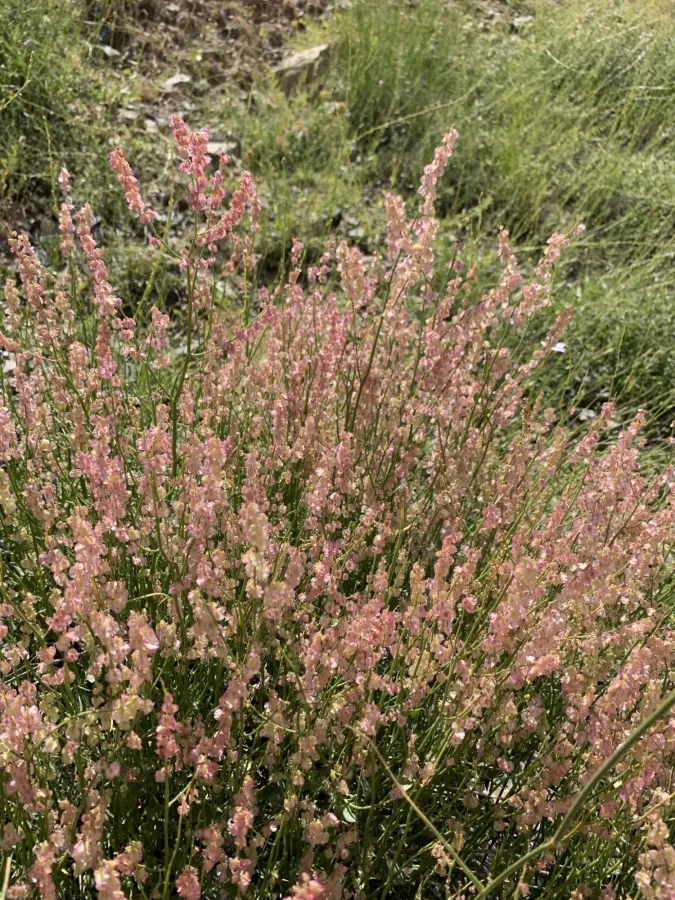 Rumex scutatus