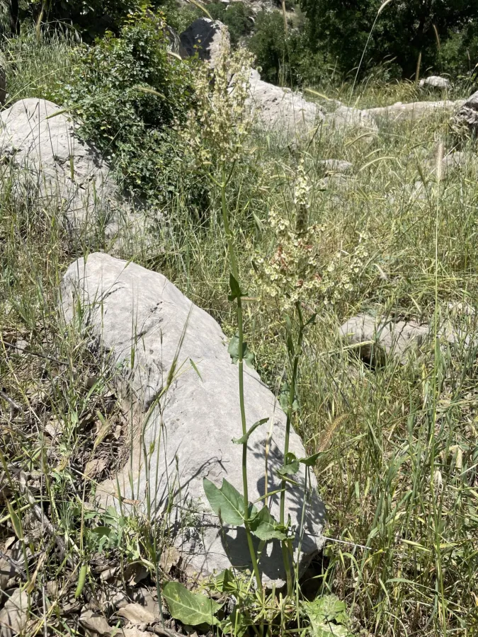 Rumex tuberosus