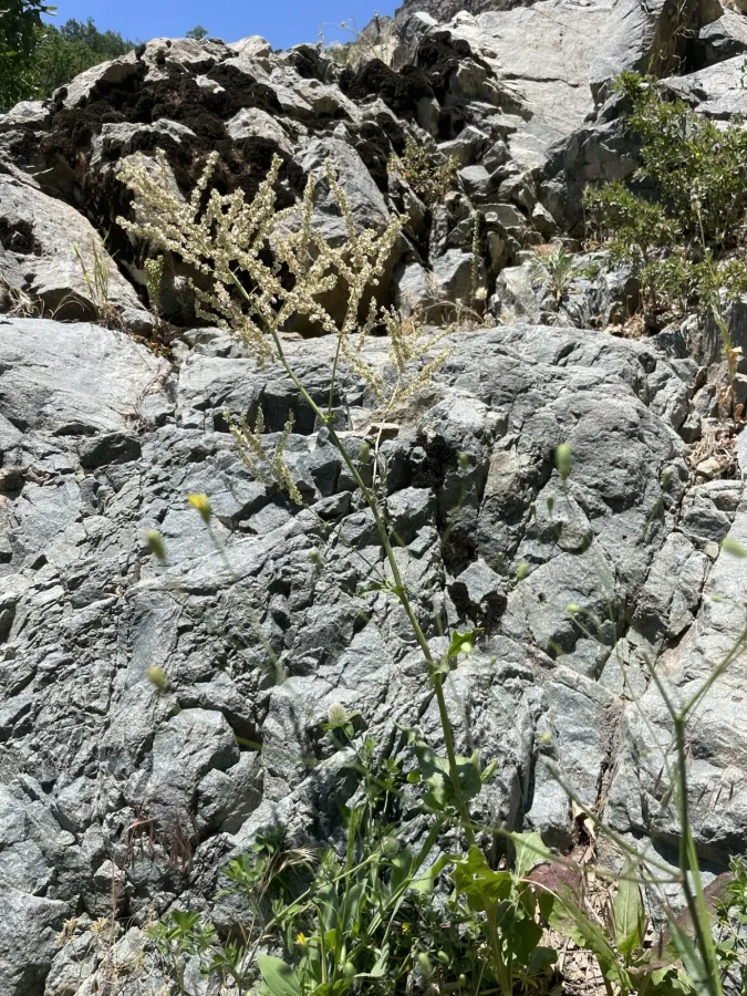 Rumex tuberosus