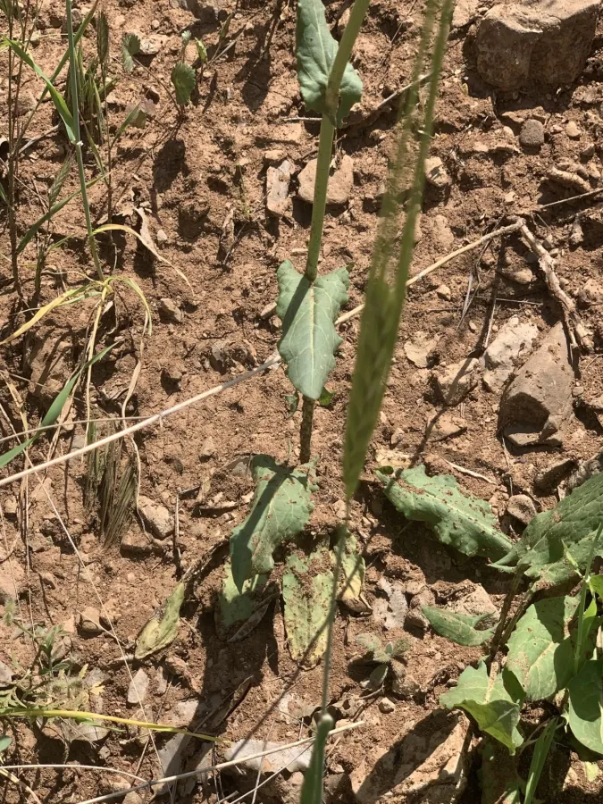 Rumex tuberosus