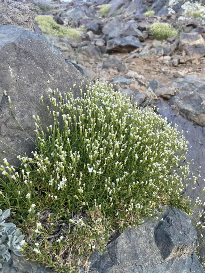 Sabulina sublineata
