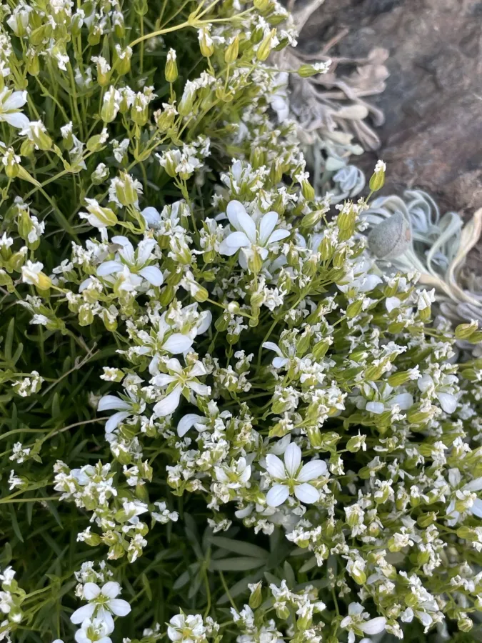 Sabulina sublineata