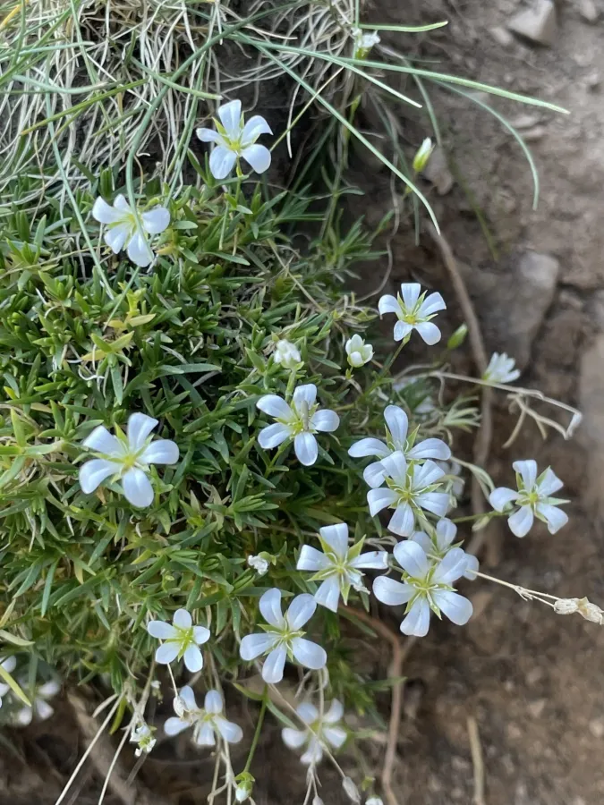 Sabulina sublineata