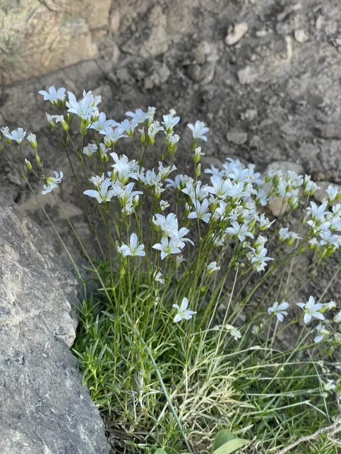 Sabulina sublineata