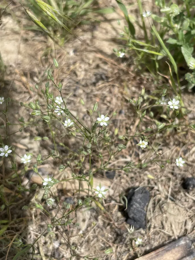 Sabulina tenuifolia