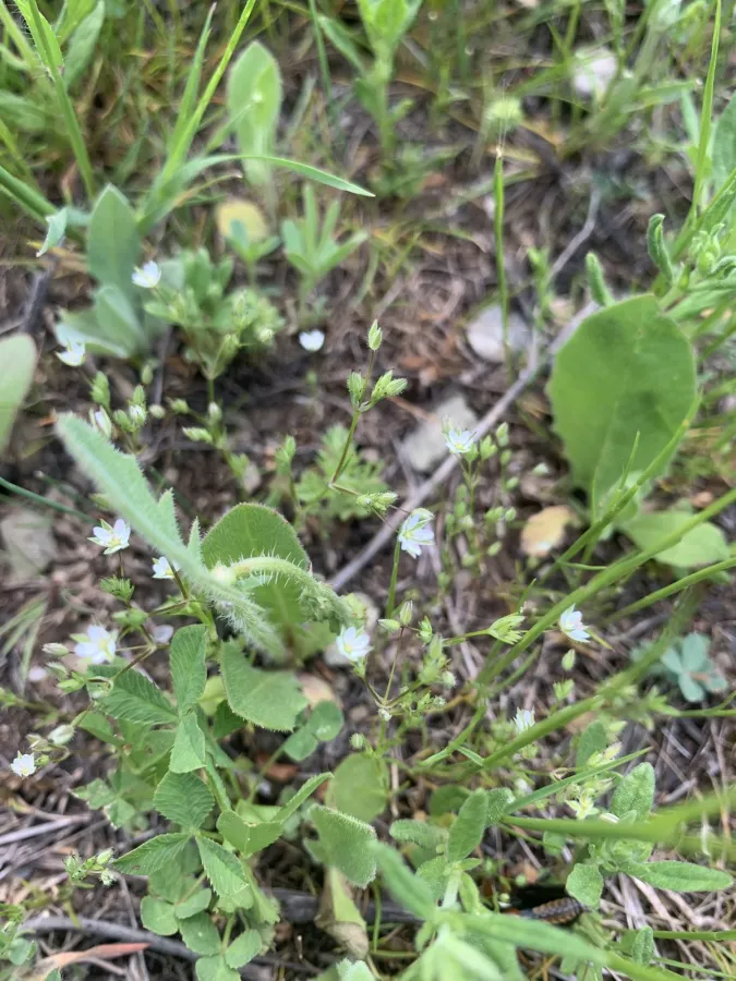 Sabulina tenuifolia