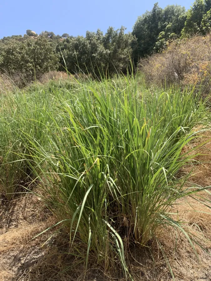 Saccharum officinarum