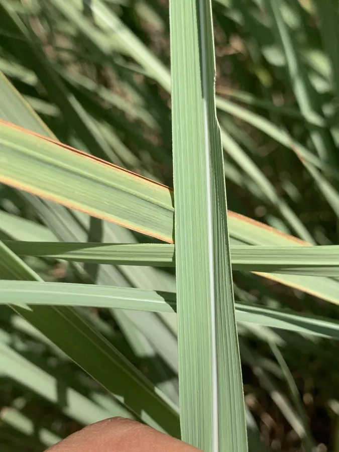 Saccharum officinarum