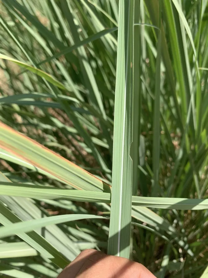 Saccharum officinarum