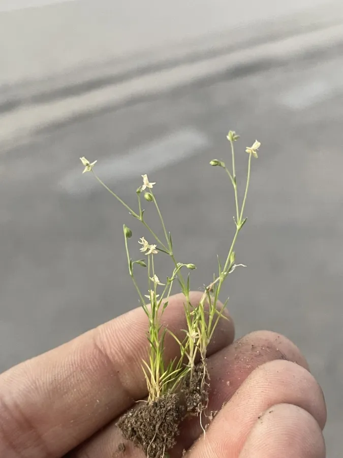 Sagina apetala