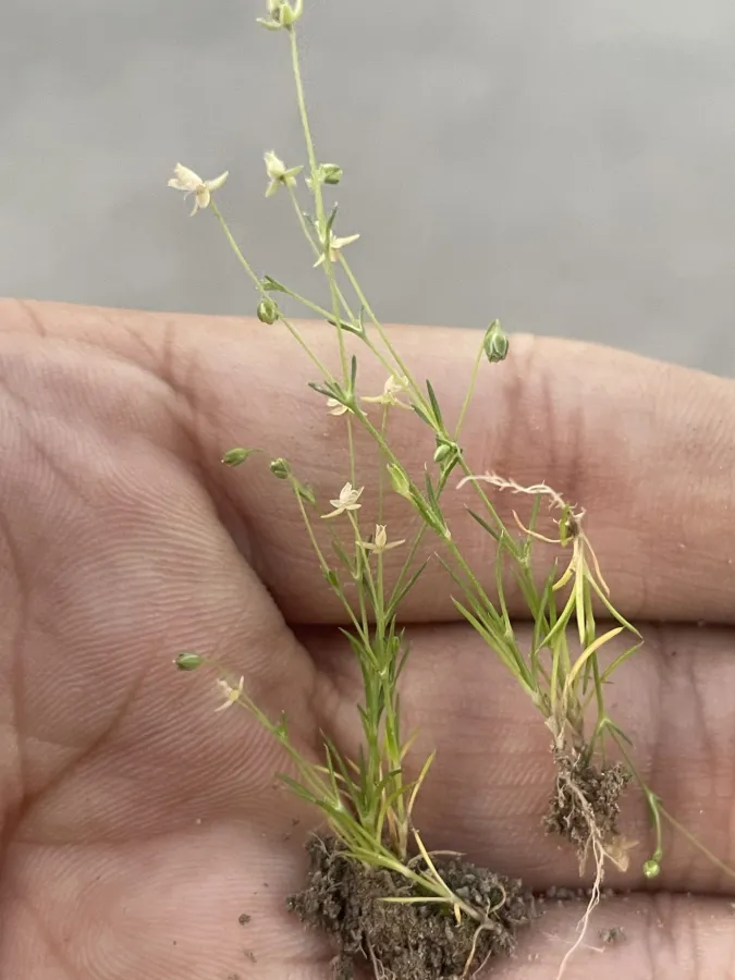 Sagina apetala
