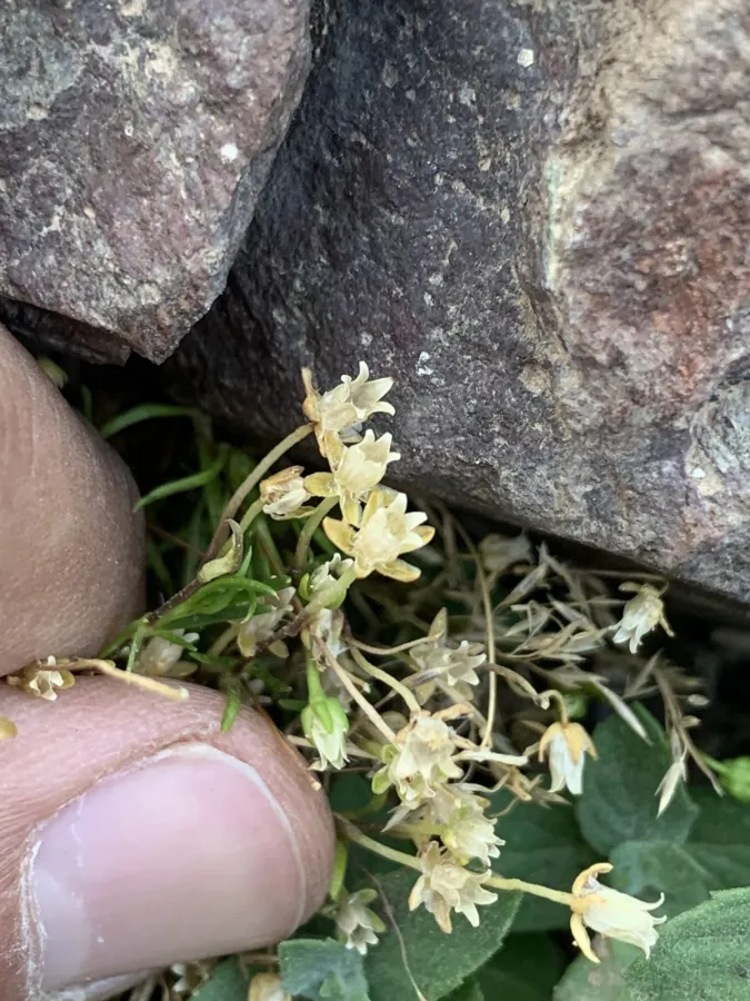 Sagina saginoides