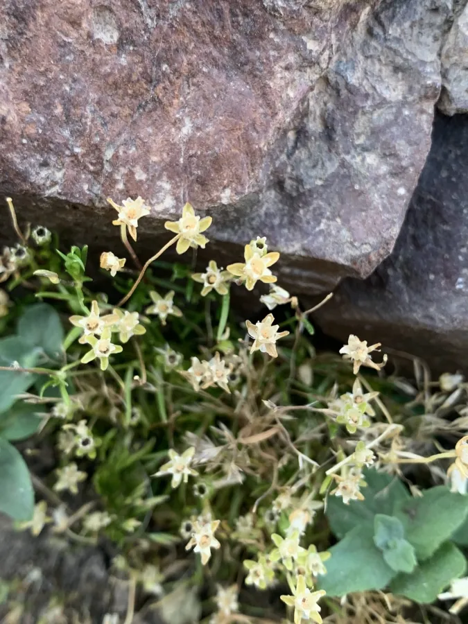 Sagina saginoides