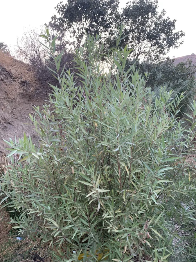 Salix acmophylla