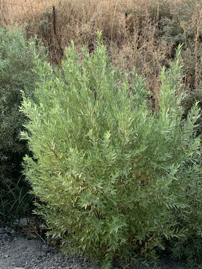 Salix acmophylla