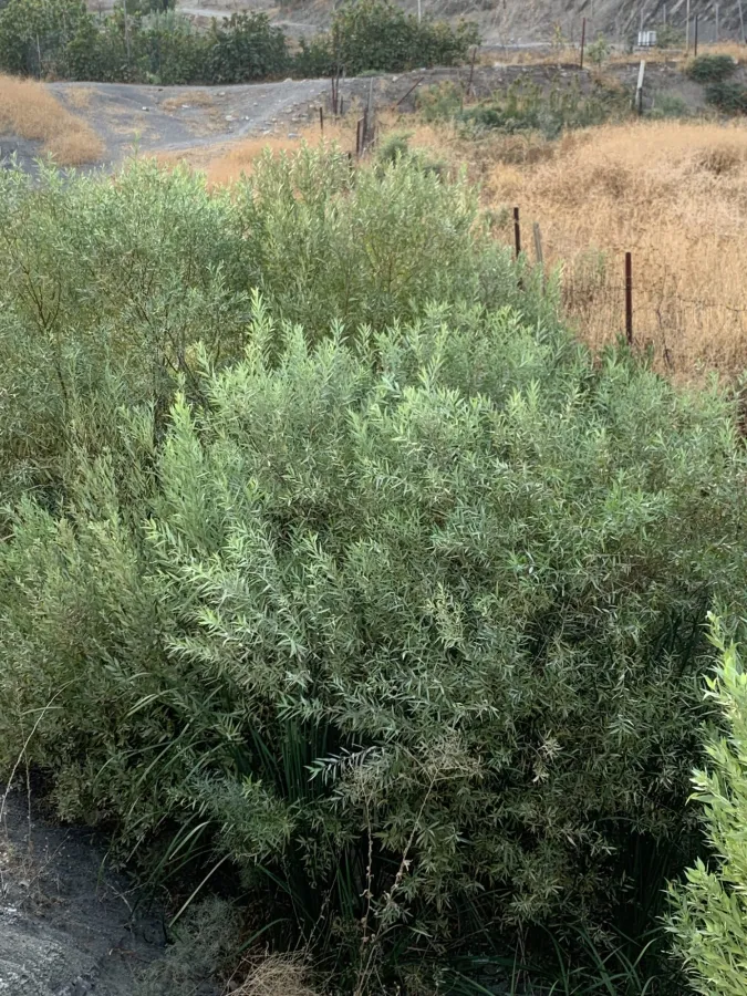 Salix acmophylla