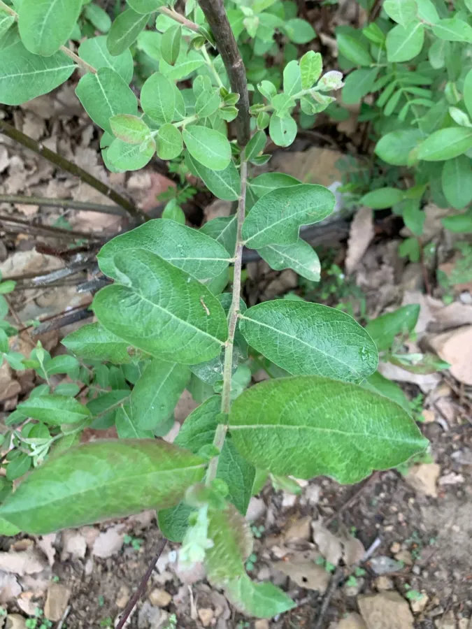 Salix aegyptiaca
