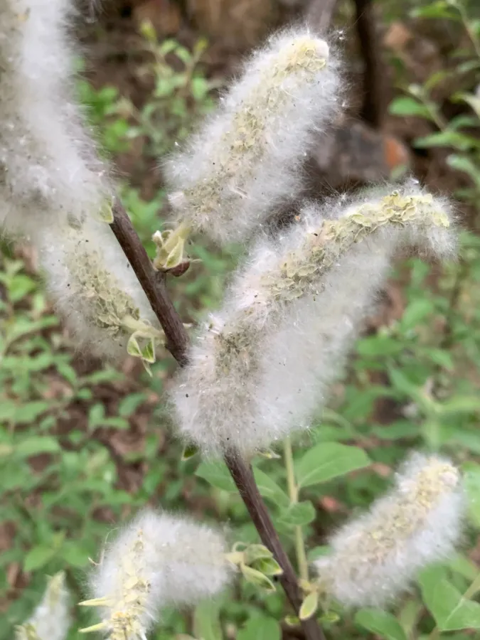 Salix aegyptiaca