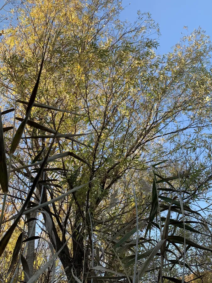 Salix alba