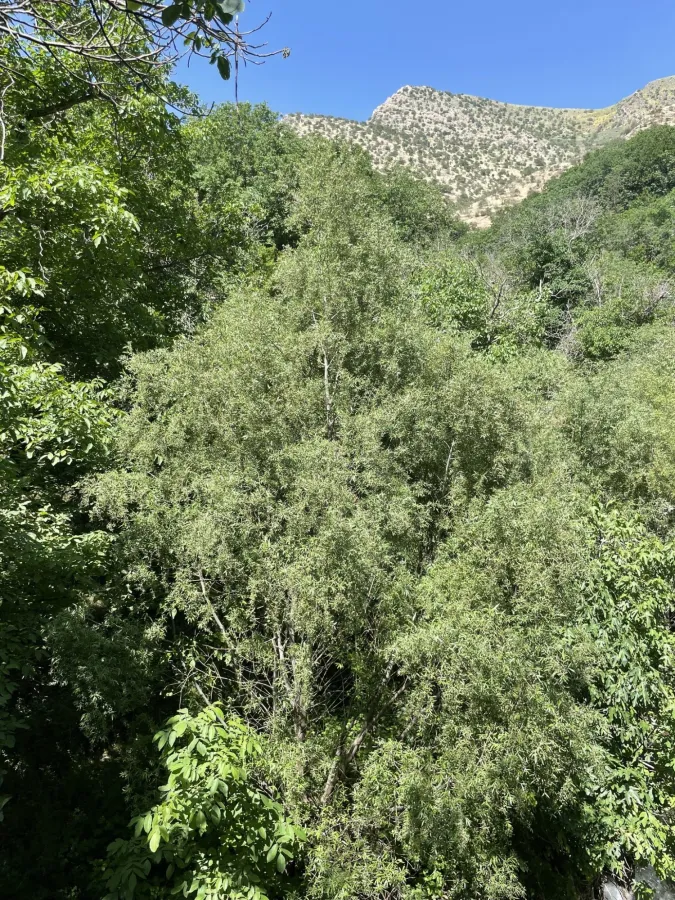Salix alba