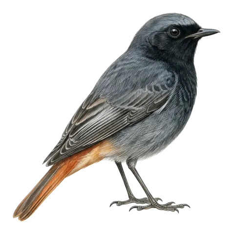 Black Redstart