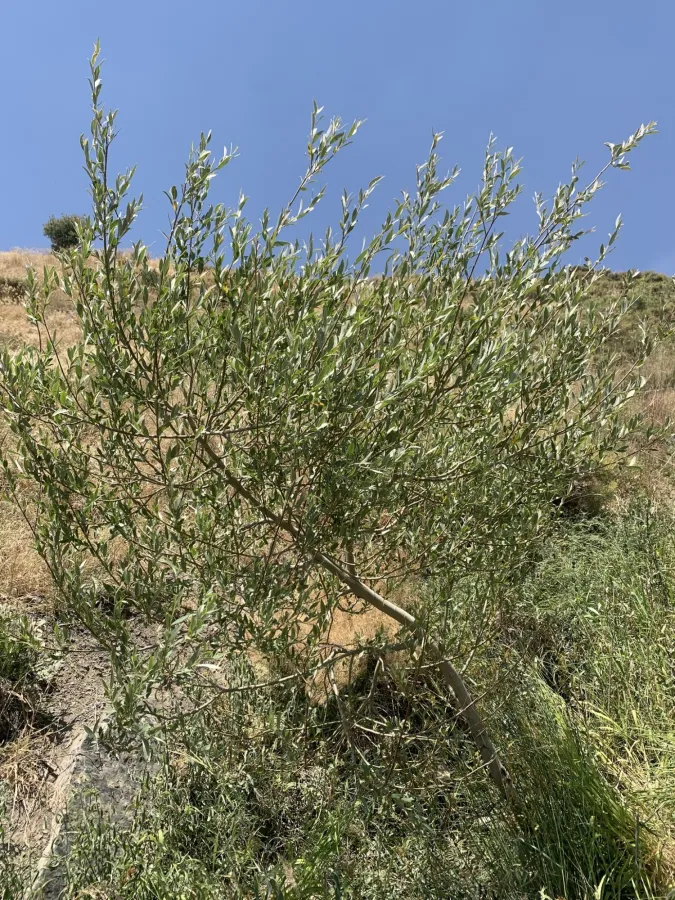 Salix alba