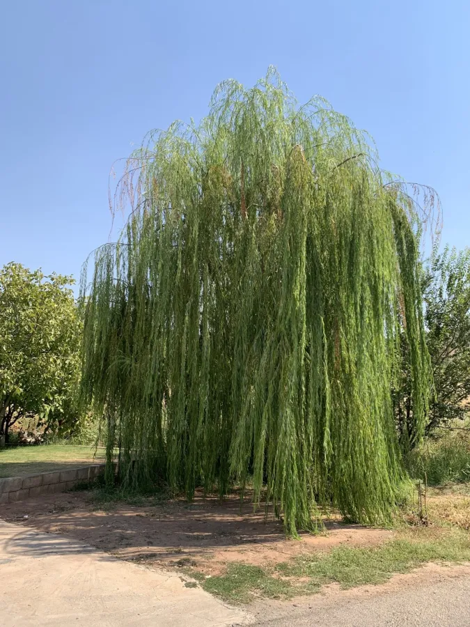 Salix babylonica