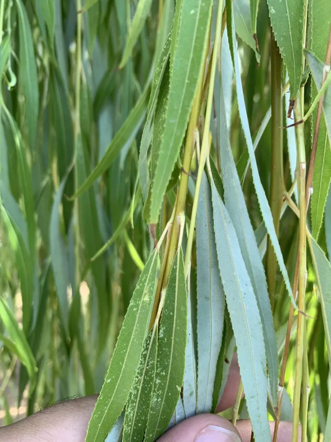 Salix babylonica