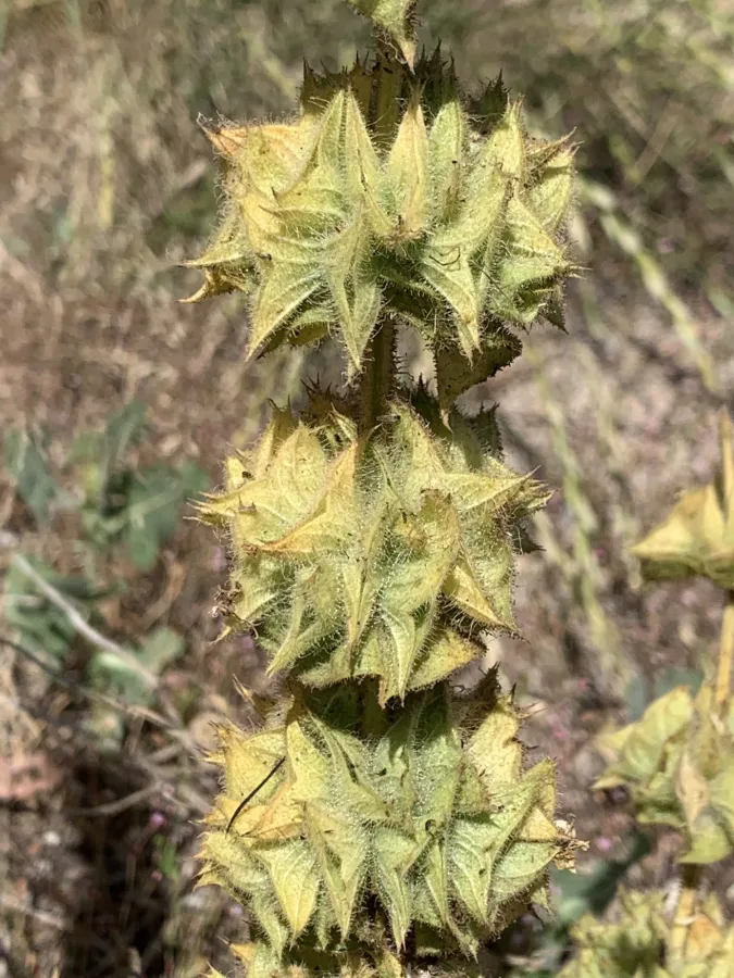 Salvia ali-askaryi