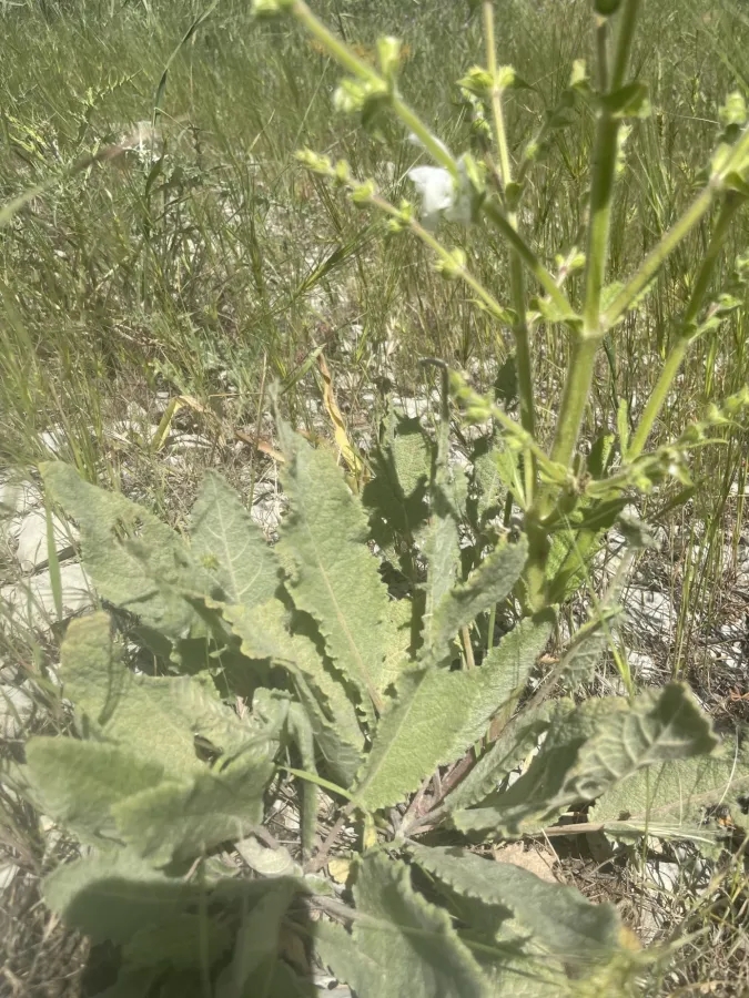 Salvia atropatana