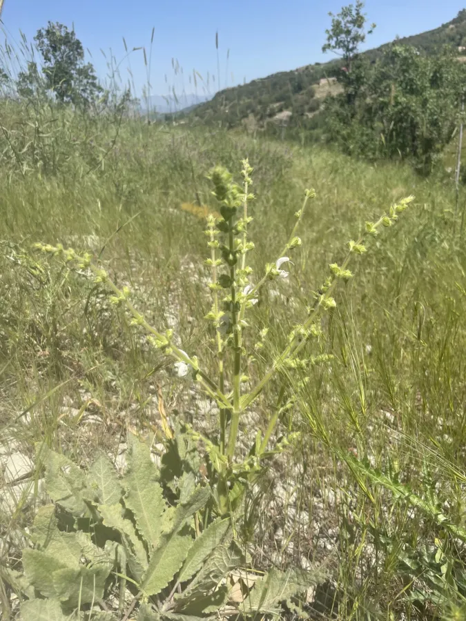 Salvia atropatana
