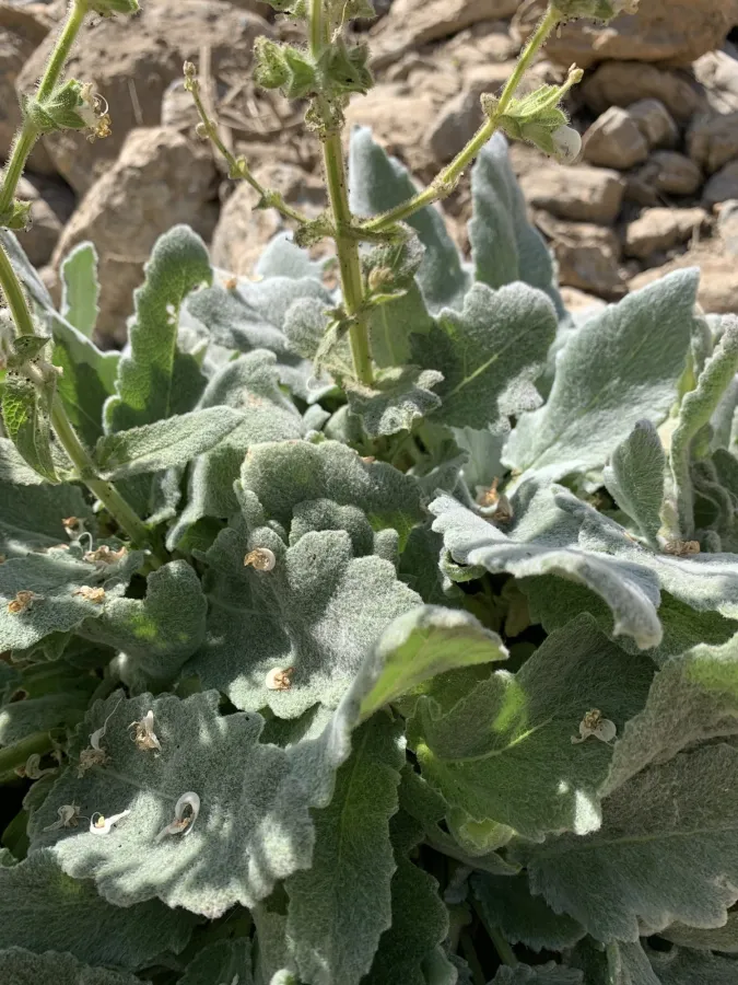 Salvia atropatana