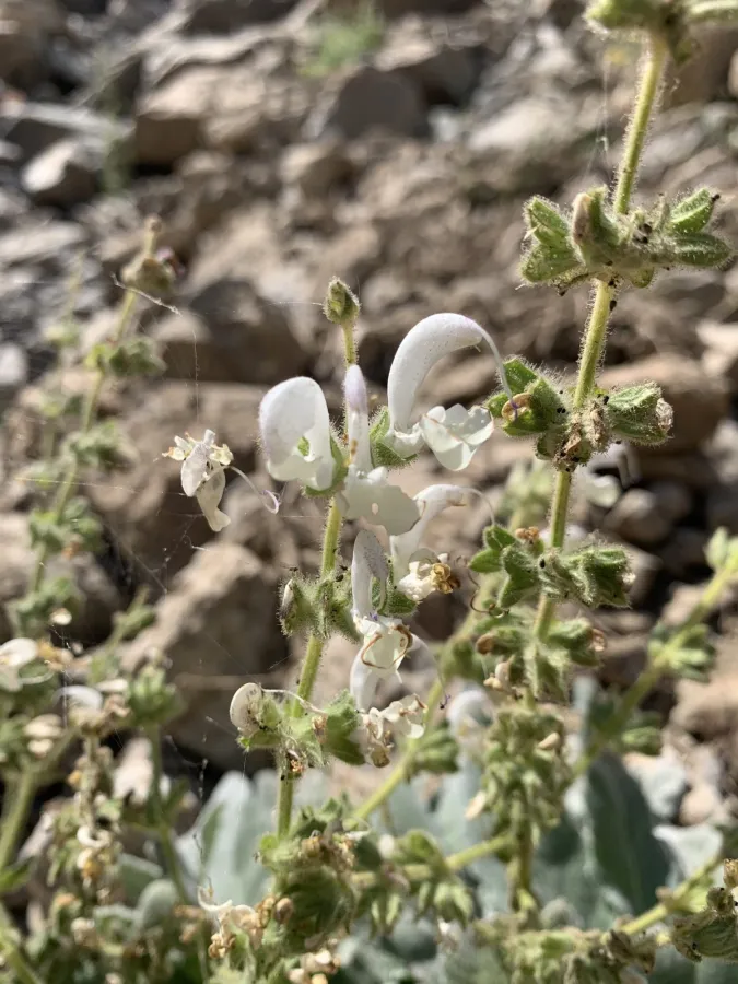 Salvia atropatana