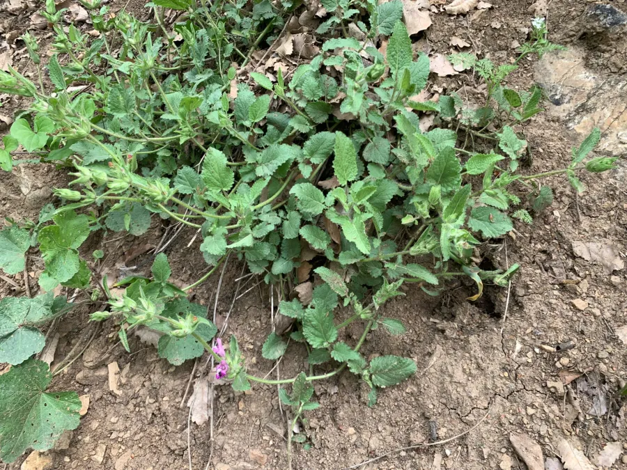 Salvia bracteata