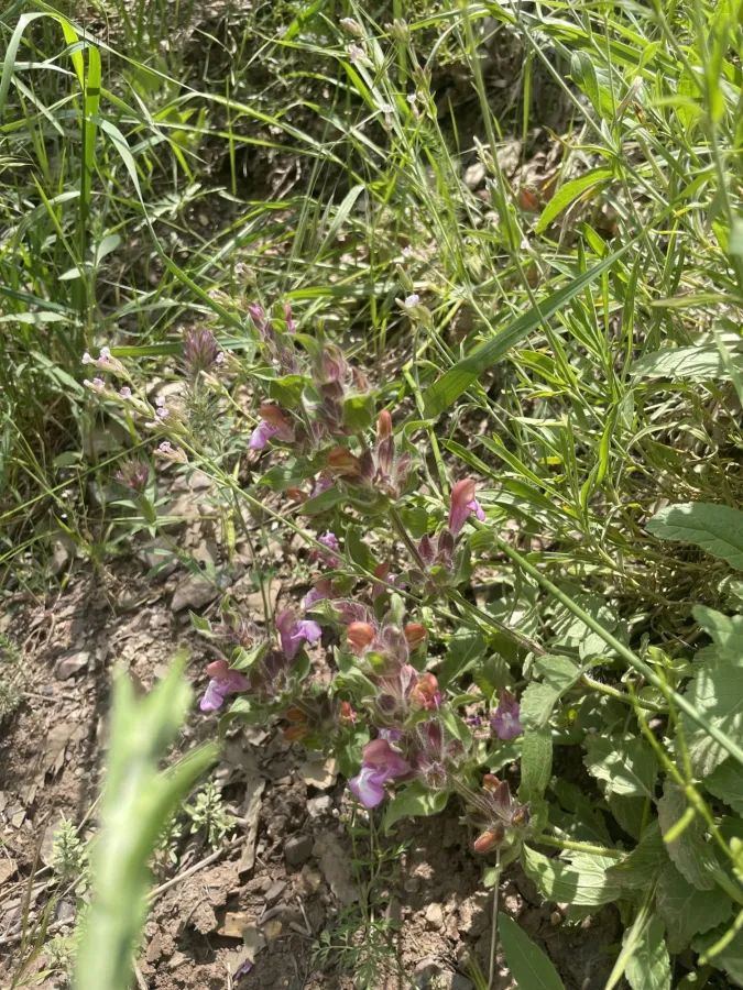 Salvia bracteata