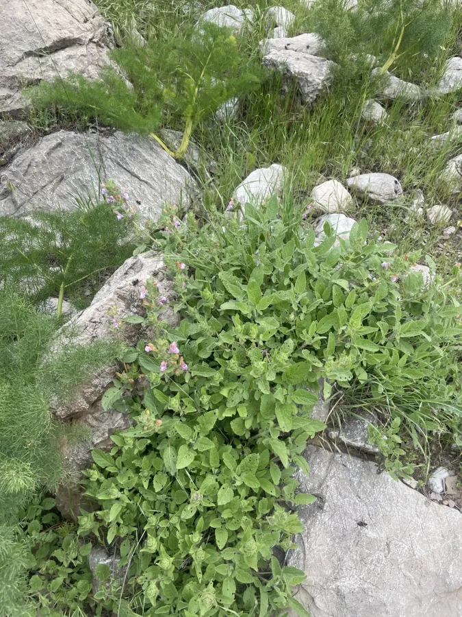 Salvia bracteata