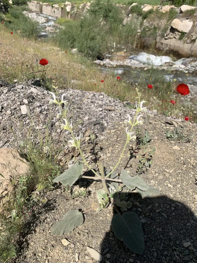 Salvia candidissima