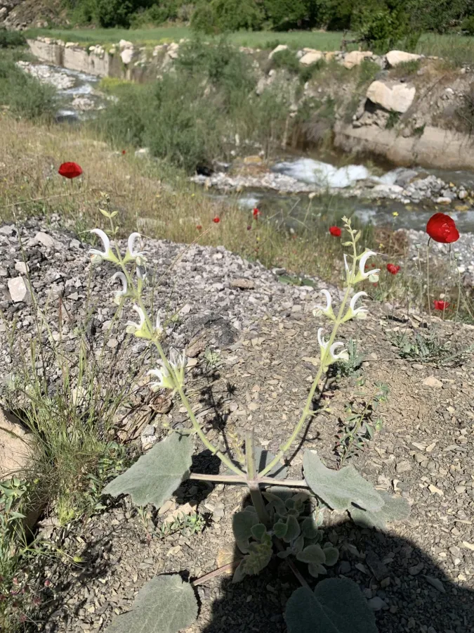 Salvia candidissima