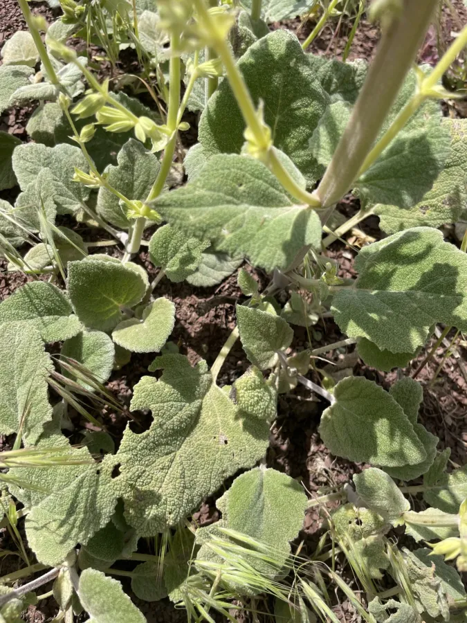 Salvia candidissima
