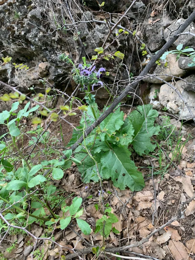 Salvia indica